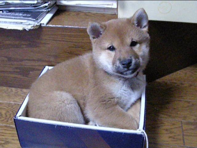 ���Ƃ̃A�C�h�� �Č��~�[�R